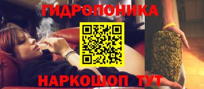 шишки Изобильный